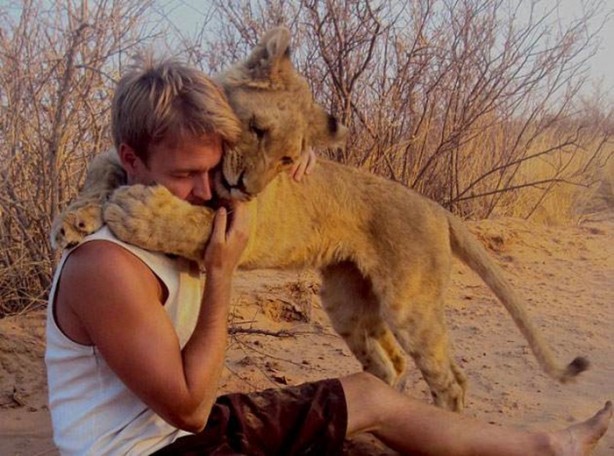 Foto - Kaplanlar bir anda saldırınca...
