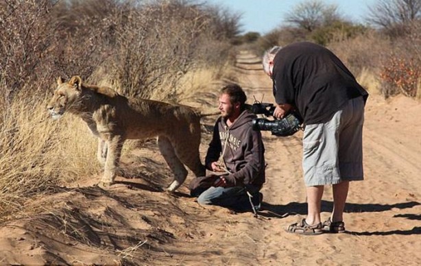 Foto - Kaplanlar bir anda saldırınca...