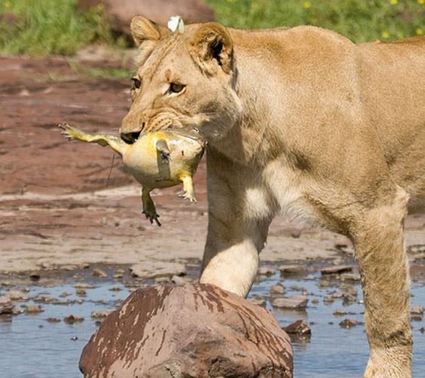 Foto - Kaplanlar bir anda saldırınca...