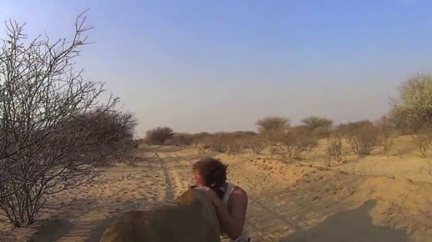 Foto - Kaplanlar bir anda saldırınca...