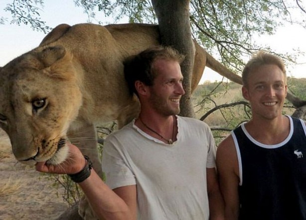 Foto - Kaplanlar bir anda saldırınca...