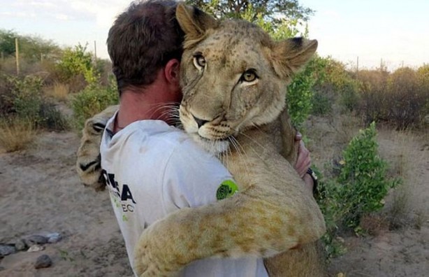 Foto - Kaplanlar bir anda saldırınca...