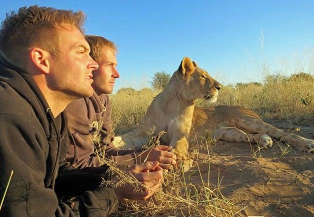 Foto - Kaplanlar bir anda saldırınca...