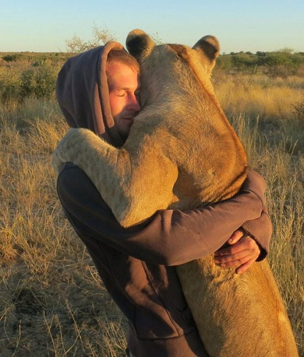 Foto - Kaplanlar bir anda saldırınca...