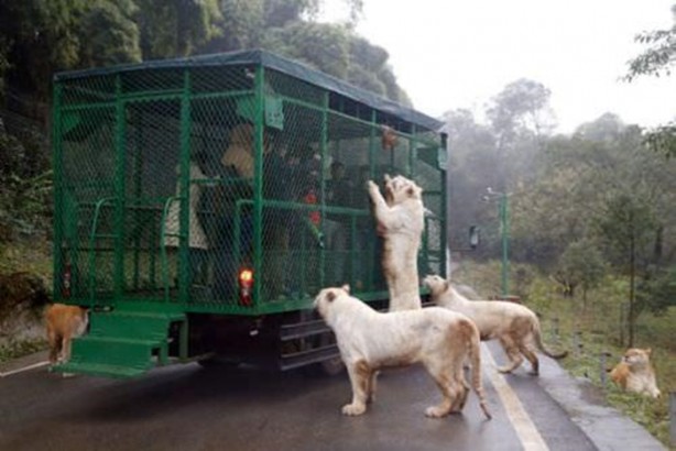 Foto - Kaplanlar bir anda saldırınca...