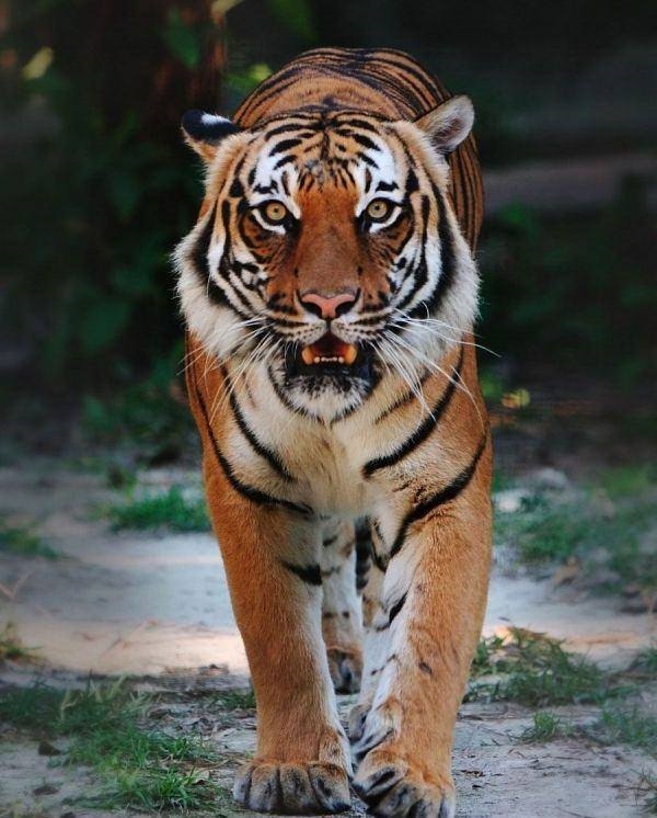 Foto - Kaplanlar öldüklerinde...