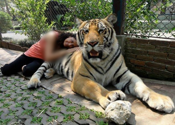 Foto - Kaplanlar öldüklerinde...