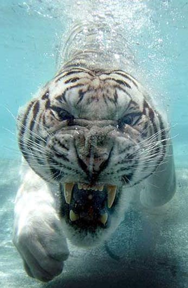 Foto - Kaplanlar öldüklerinde...