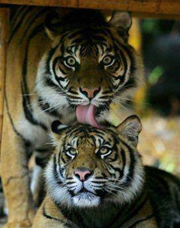 Foto - Kaplanlar öldüklerinde...