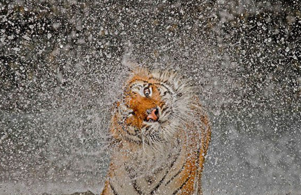 Foto - Kaplanlar öldüklerinde...