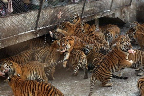 Foto - Kaplanların arasına dalıyorlar!