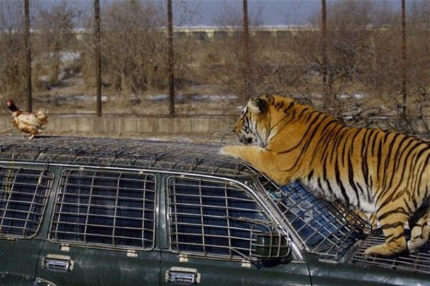 Foto - Kaplanların arasına dalıyorlar!