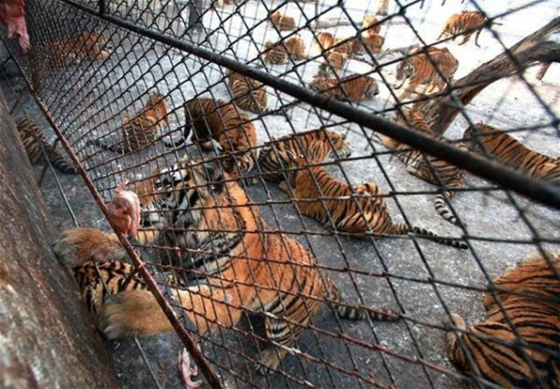 Foto - Kaplanların arasına dalıyorlar!