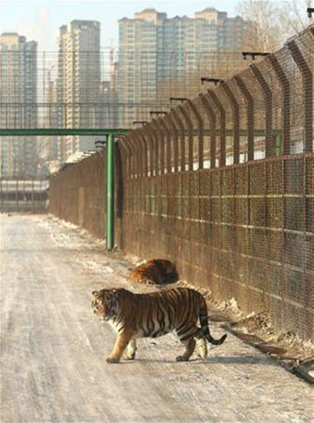 Foto - Kaplanların arasına dalıyorlar!