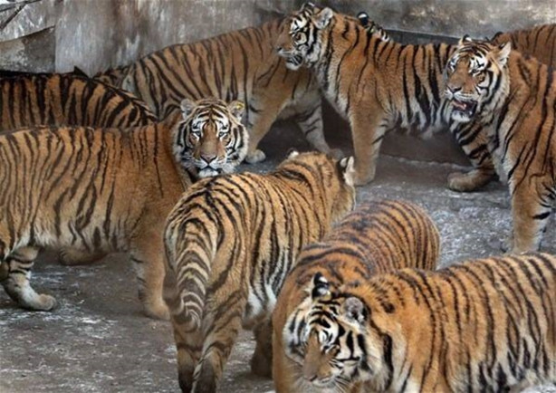 Foto - Kaplanların arasına dalıyorlar!