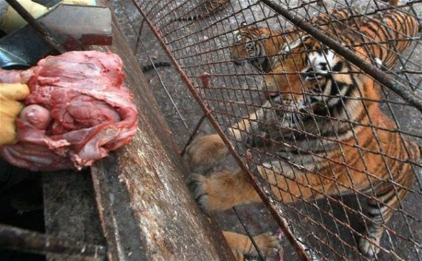 Foto - Kaplanların arasına dalıyorlar!