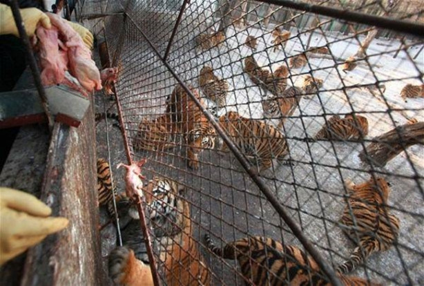 Foto - Kaplanların arasına dalıyorlar!