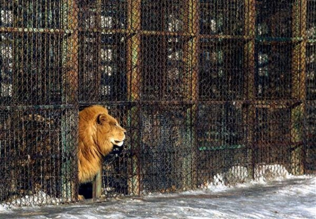 Foto - Kaplanların arasına dalıyorlar!