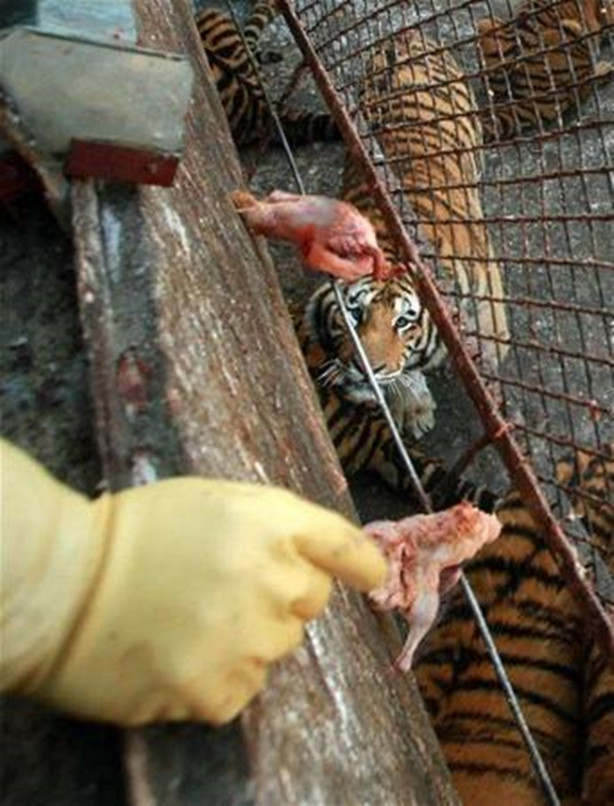 Foto - Kaplanların arasına dalıyorlar!