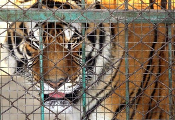 Foto - Kaplanların arasına dalıyorlar!