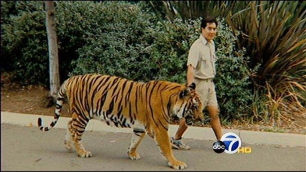 Foto - Kaplanların bilinmeyen özellikleri