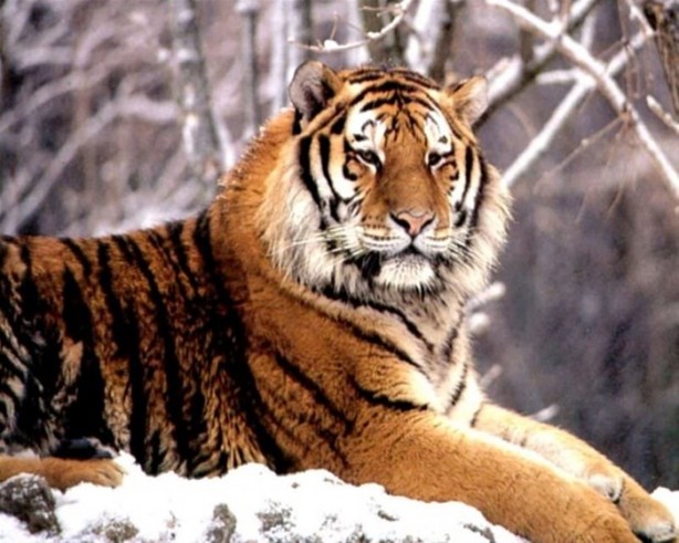 Foto - Kaplanların bilinmeyen özellikleri