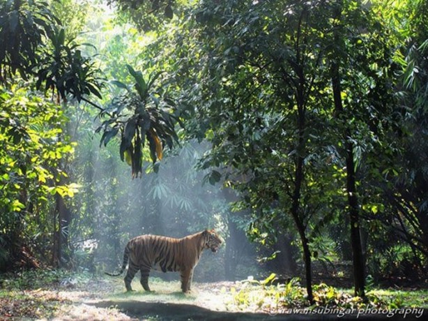 Foto - Kaplanların bilinmeyen özellikleri