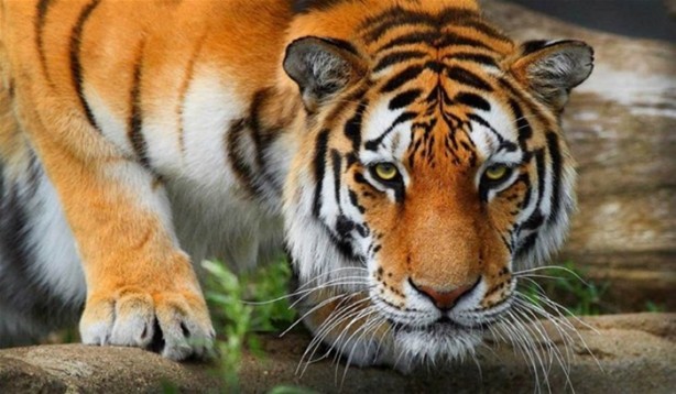 Foto - Kaplanların bilinmeyen özellikleri