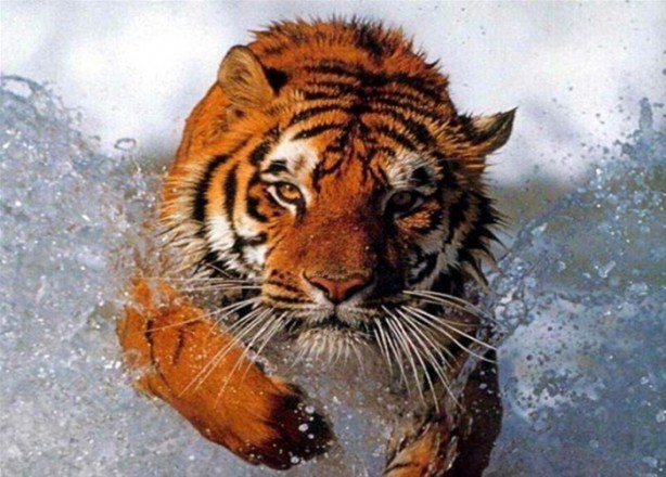 Foto - Kaplanların bilinmeyen özellikleri