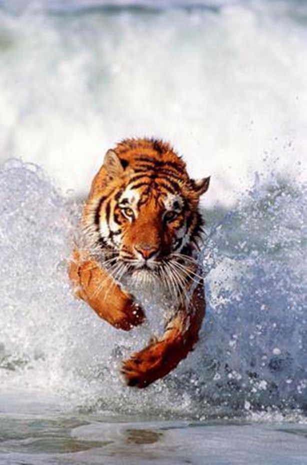 Foto - Kaplanların bilinmeyen özellikleri