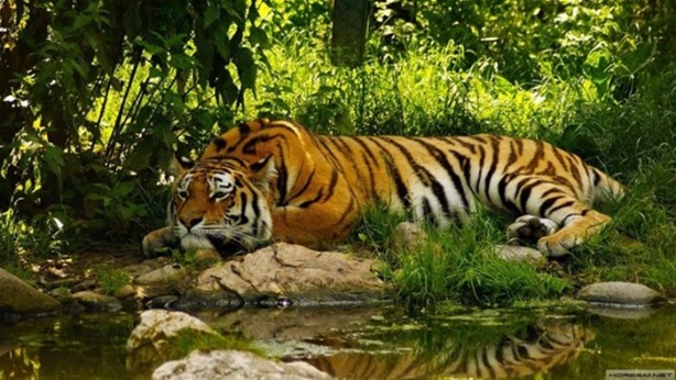 Foto - Kaplanların bilinmeyen özellikleri