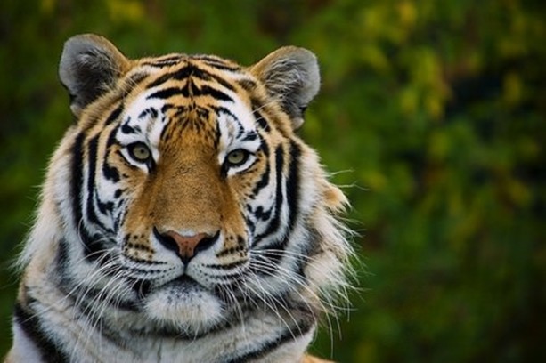 Foto - Kaplanların bilinmeyen özellikleri