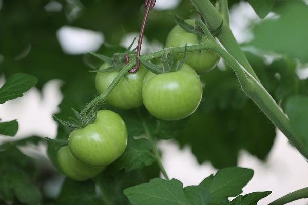 Foto - Kaplıcalarıyla ünlü şehirden ihracat başarısı