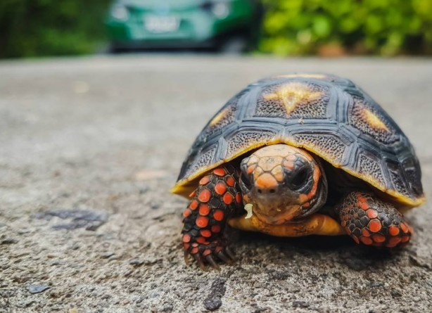 Foto - Kaplumbağalar hakkında sizleri çok şaşırtacak 20 gerçek