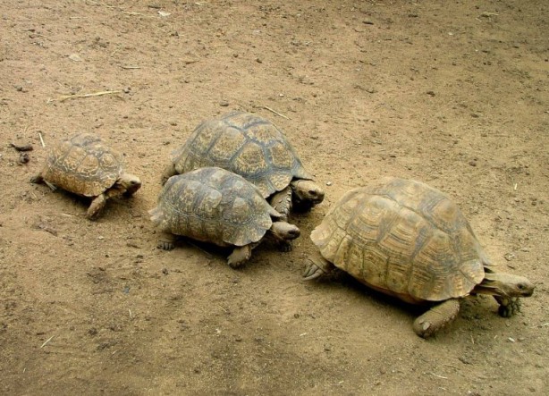 Foto - Kaplumbağalar hakkında sizleri çok şaşırtacak 20 gerçek