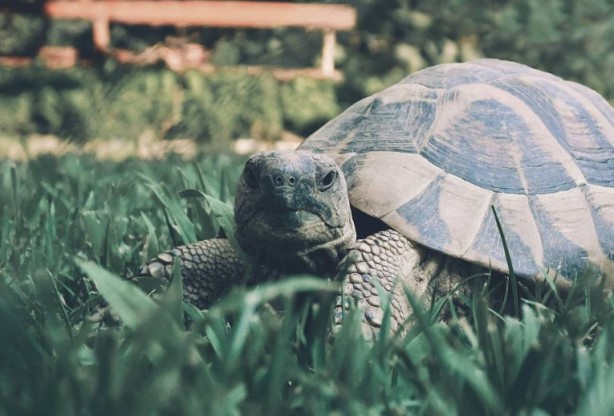 Foto - Kaplumbağalar hakkında sizleri çok şaşırtacak 20 gerçek