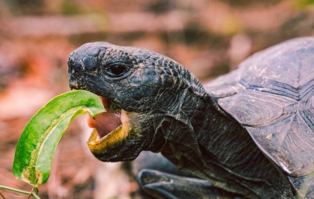 Foto - Kaplumbağalar hakkında sizleri çok şaşırtacak 20 gerçek