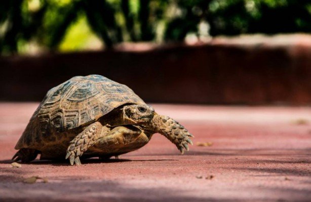 Foto - Kaplumbağalar hakkında sizleri çok şaşırtacak 20 gerçek