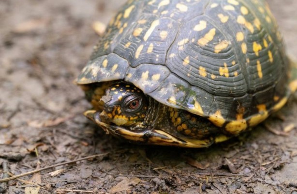 Foto - Kaplumbağalar hakkında sizleri çok şaşırtacak 20 gerçek
