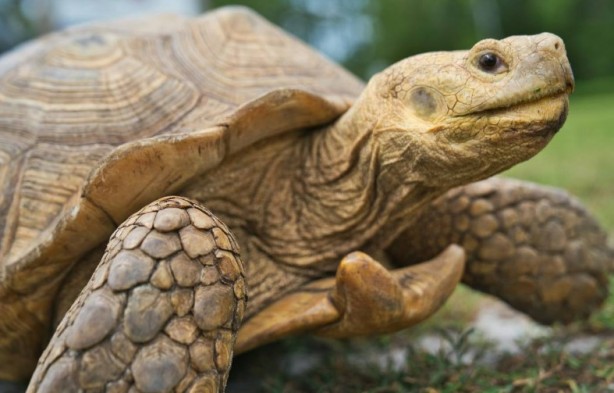 Foto - Kaplumbağalar hakkında sizleri çok şaşırtacak 20 gerçek