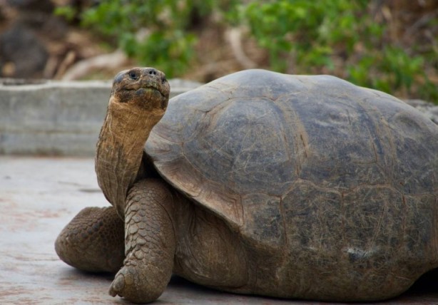 Foto - Kaplumbağalar hakkında sizleri çok şaşırtacak 20 gerçek