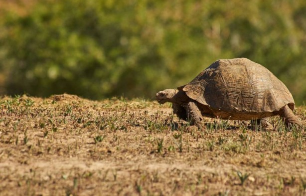 Foto - Kaplumbağalar hakkında sizleri çok şaşırtacak 20 gerçek