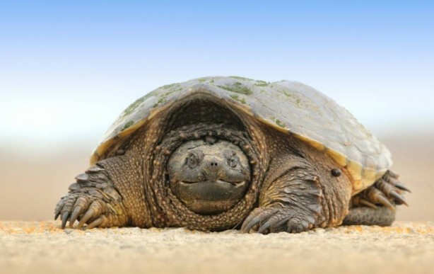 Foto - Kaplumbağalar hakkında sizleri çok şaşırtacak 20 gerçek