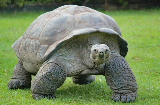 Foto - Kaplumbağalar hakkında sizleri çok şaşırtacak 20 gerçek