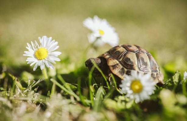 Foto - Kaplumbağalar hakkında sizleri çok şaşırtacak 20 gerçek