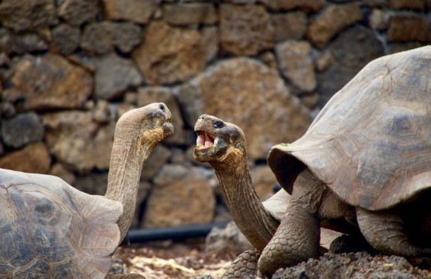 Foto - Kaplumbağalar hakkında sizleri çok şaşırtacak 20 gerçek