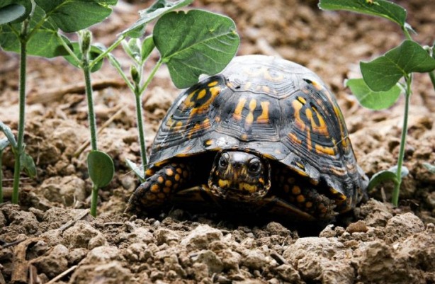 Foto - Kaplumbağalar hakkında sizleri çok şaşırtacak 20 gerçek