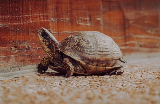 Foto - Kaplumbağalar hakkında sizleri çok şaşırtacak 20 gerçek