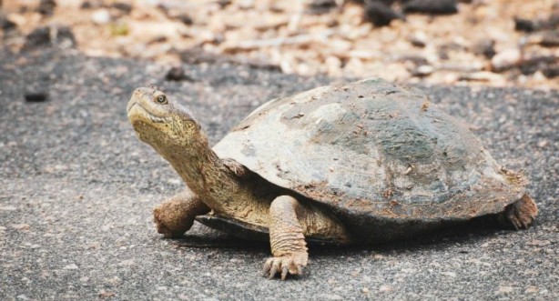 Foto - Kaplumbağalar hakkında sizleri çok şaşırtacak 20 gerçek