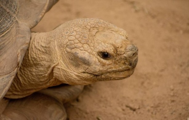 Foto - Kaplumbağalar hakkında sizleri çok şaşırtacak 20 gerçek